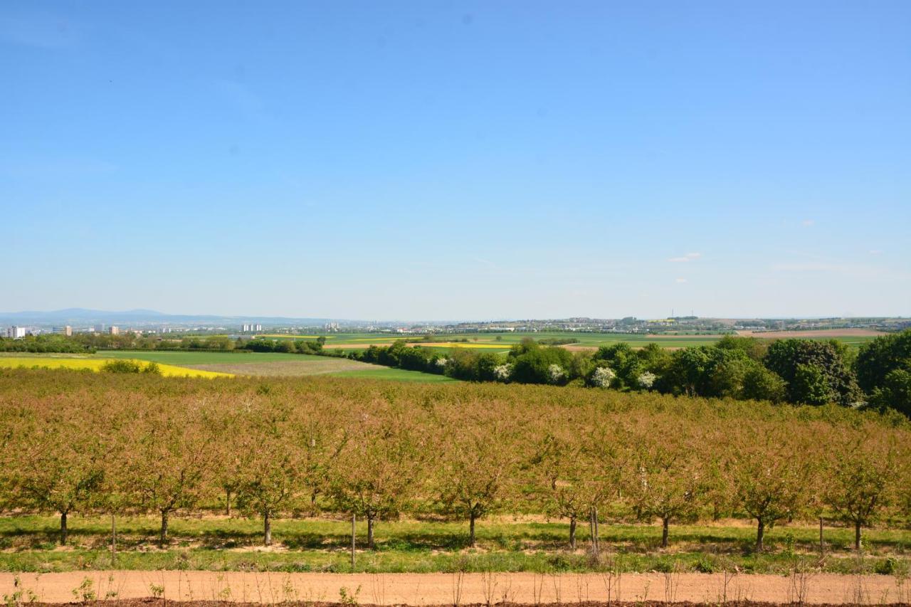 Weingut Bugner Meizelhof Klein-Winternheim Dış mekan fotoğraf